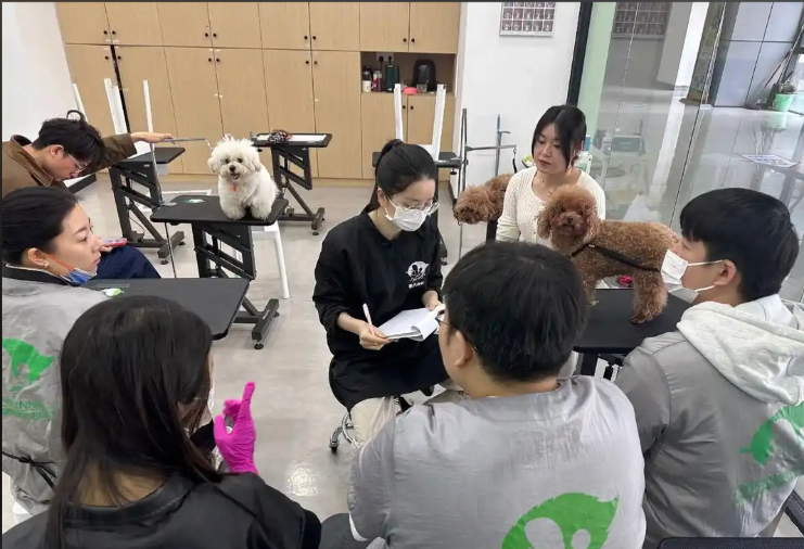 牡丹江市宠物剪毛宠物美容培训学校 - 哪里好